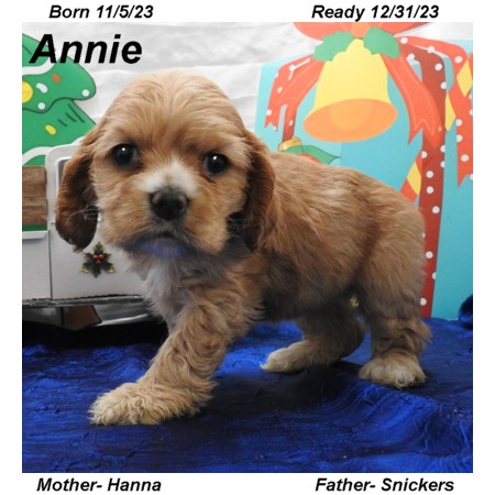 puppy, for, sale, Cocker Spaniel, Joe & Cherri  Overlease, dog, breeder, Miller, MO, dog-breeder, puppy-for-sale, forsale, nearby, find, puppyfind, locator, puppylocator, aca